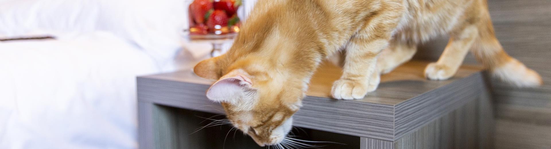 Your pets are welcome at the BW Aries Hotel!