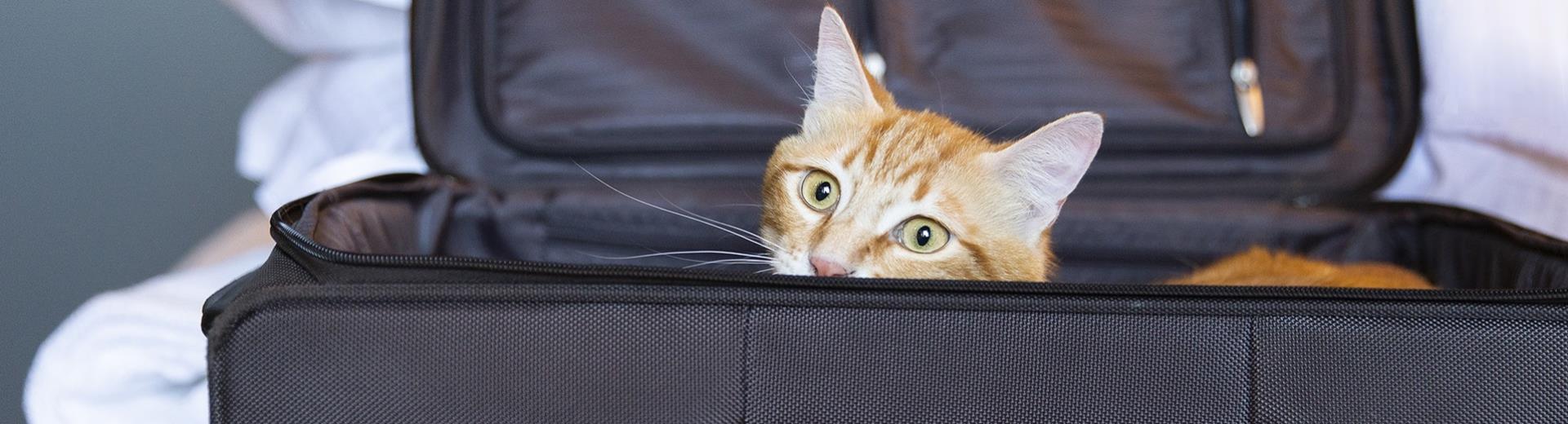 Your pets are welcome at the BW Aries Hotel!