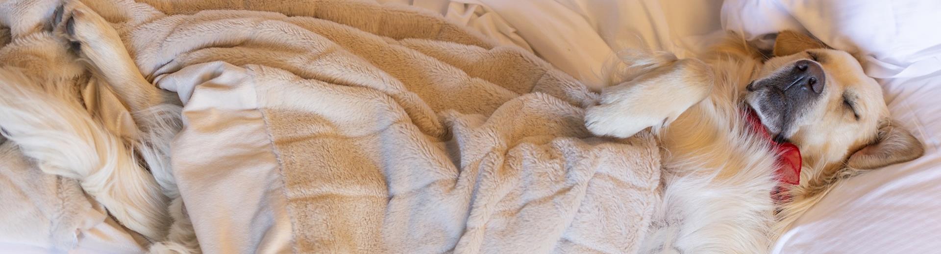 Il BW Aries Hotel offre servizi per i tuoi animali con il Pacchetto Pet