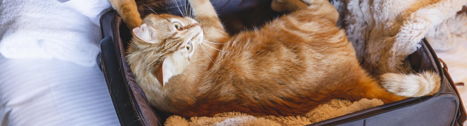 Your pets are welcome at the BW Aries Hotel!